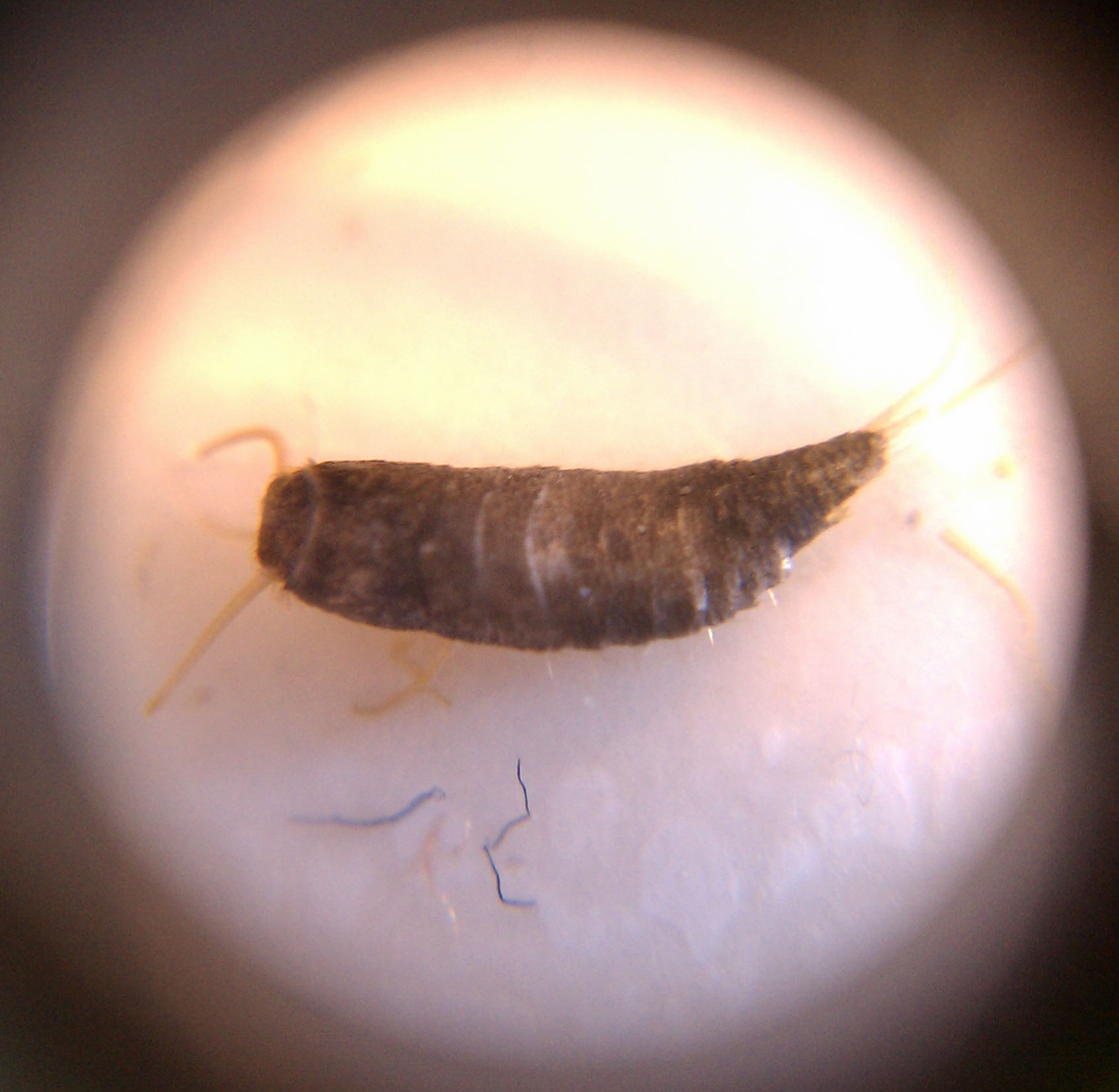 scientific-name-lepisma-saccharina